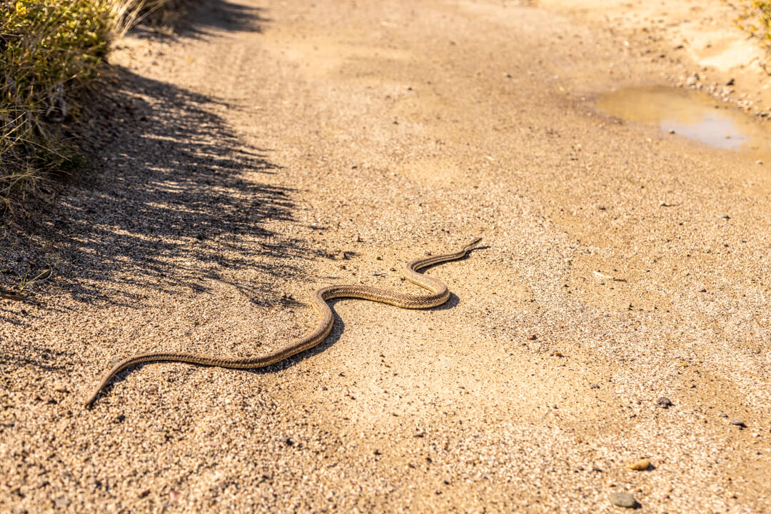 Serpente