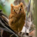 Sinharaja rainforest serendib scops owl
