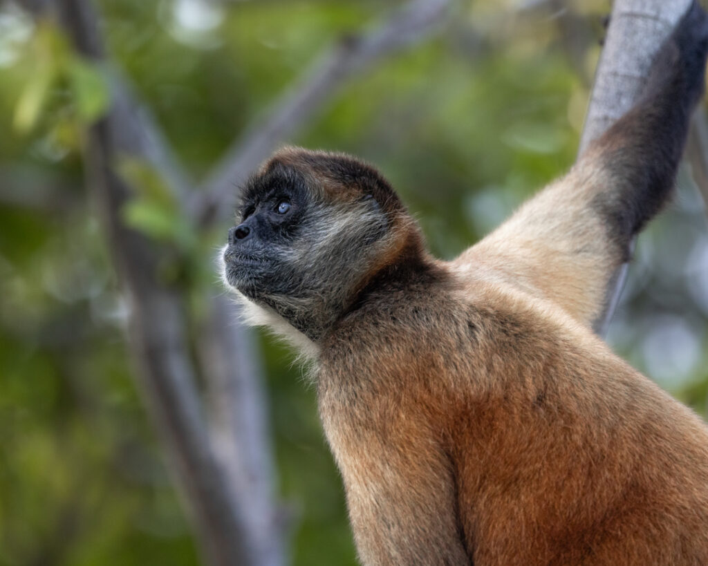 Spider monkey