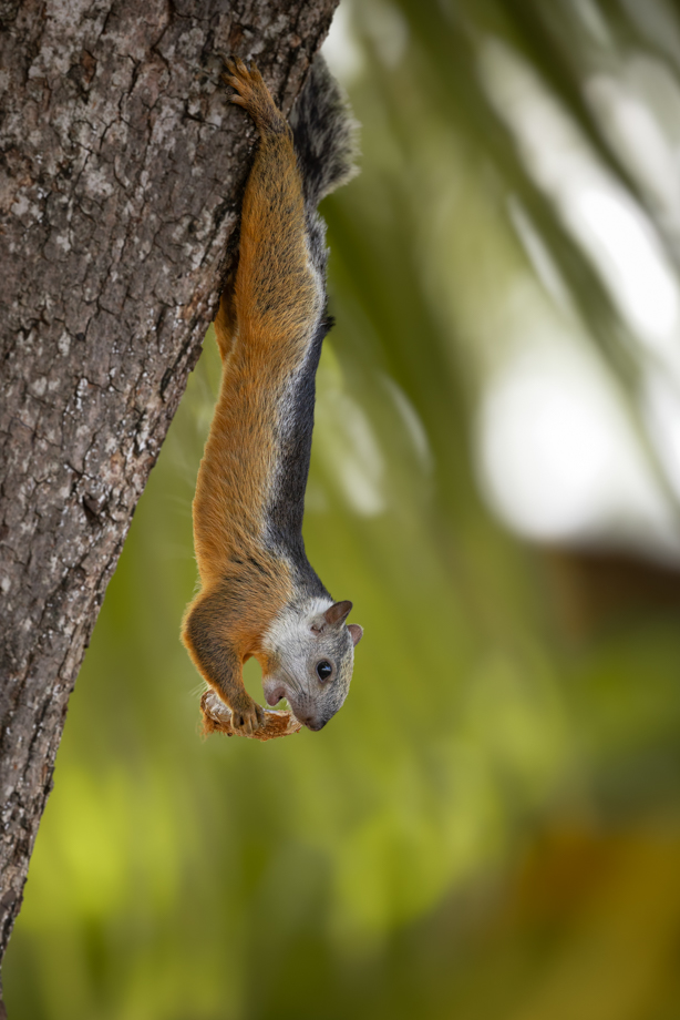 Squirrel