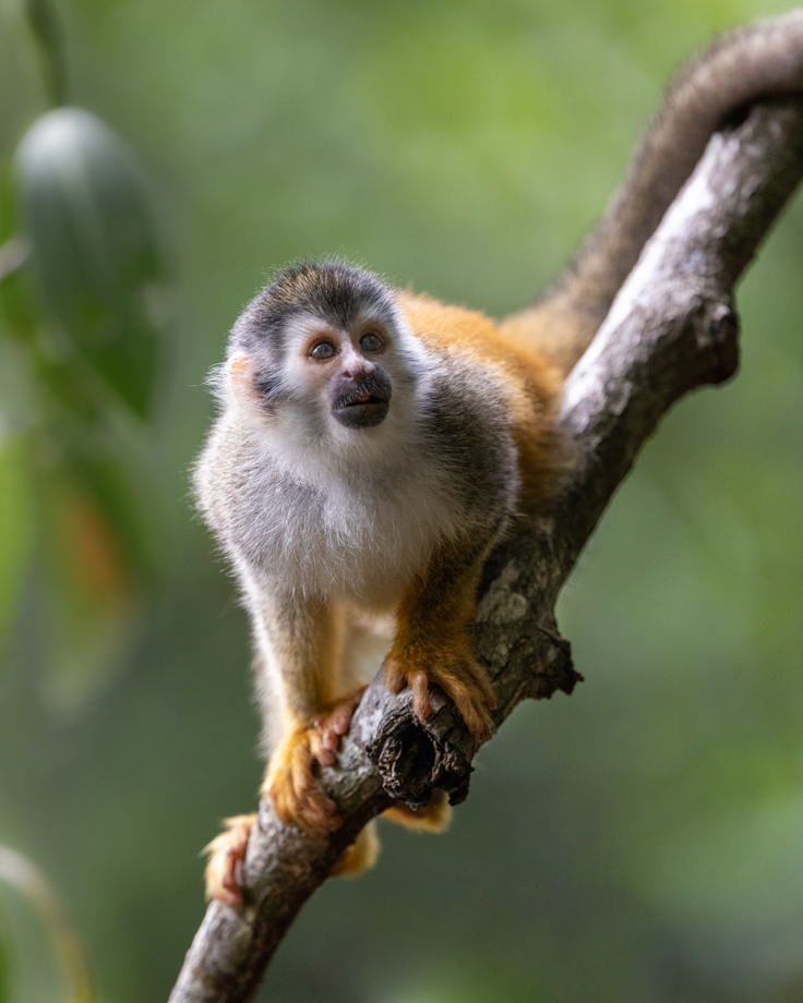 Squirrel monkey