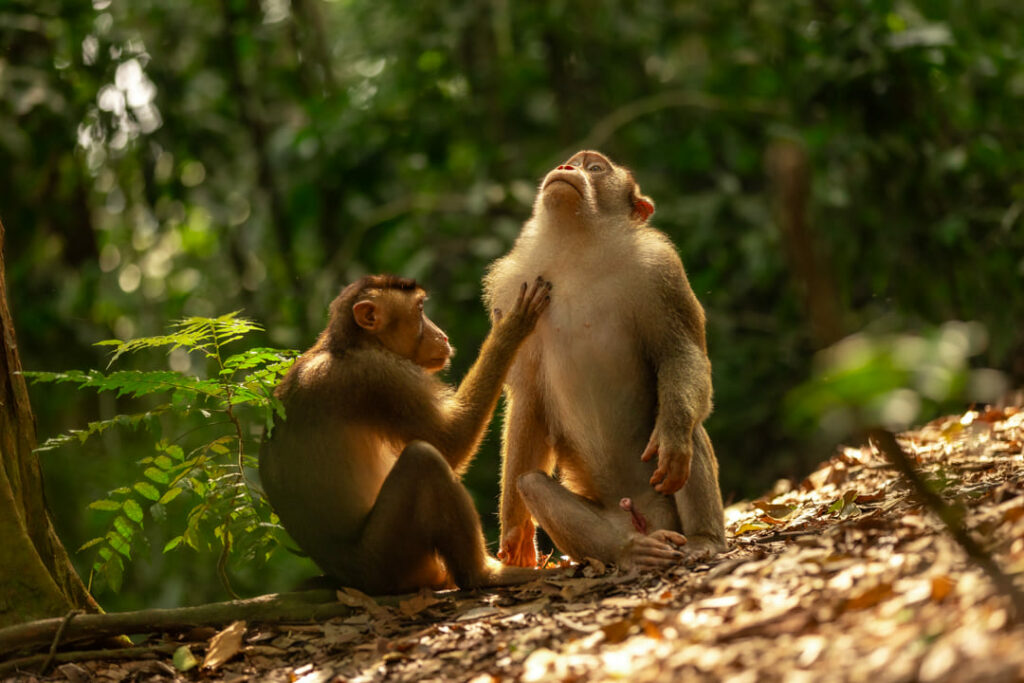 famiglia di macachi a sumatra