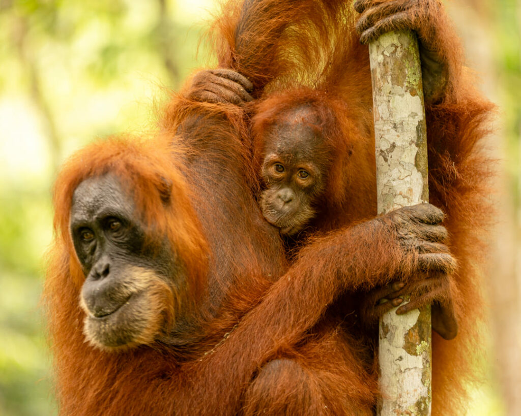 orangotango sumatra indonesia