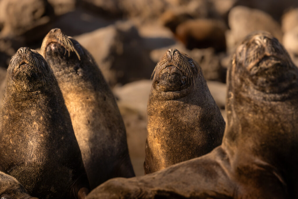 The males of the colony