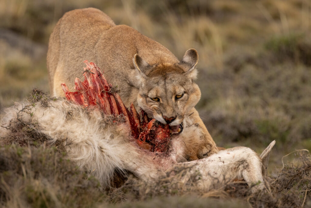 The predator