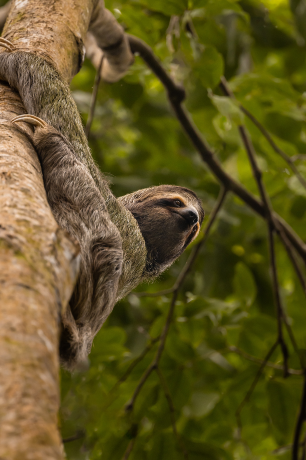 Tree sloth 2