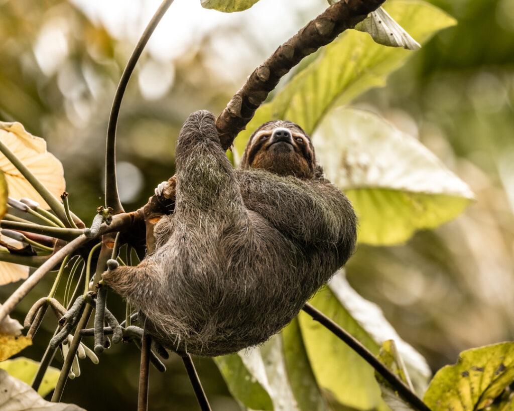Tree sloth