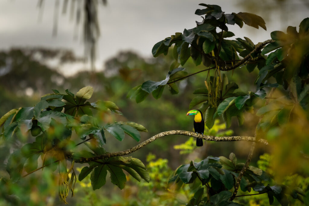 Tucan in the jungle