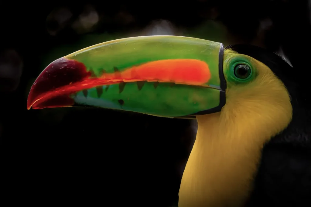 Tucano Carenato   Costa Rica