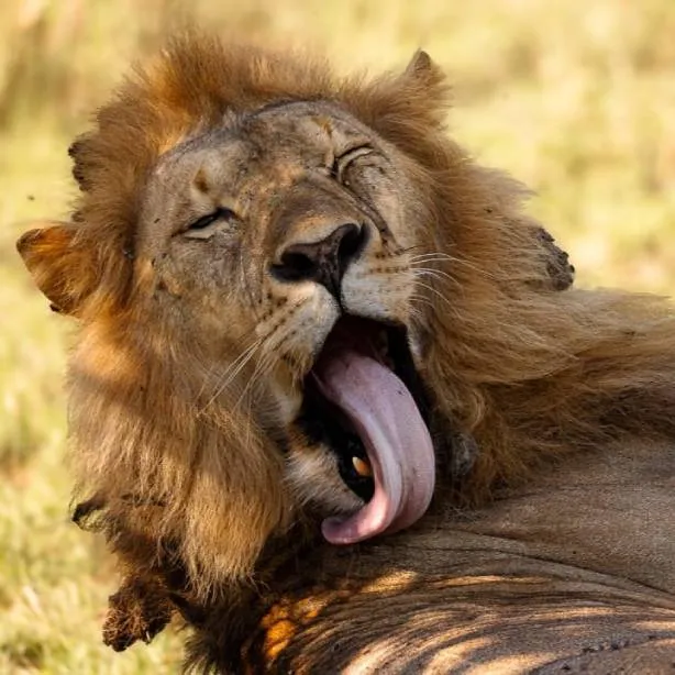 Viaggio naturalistico daniele dellosa tour leader tanzania luglio 2026