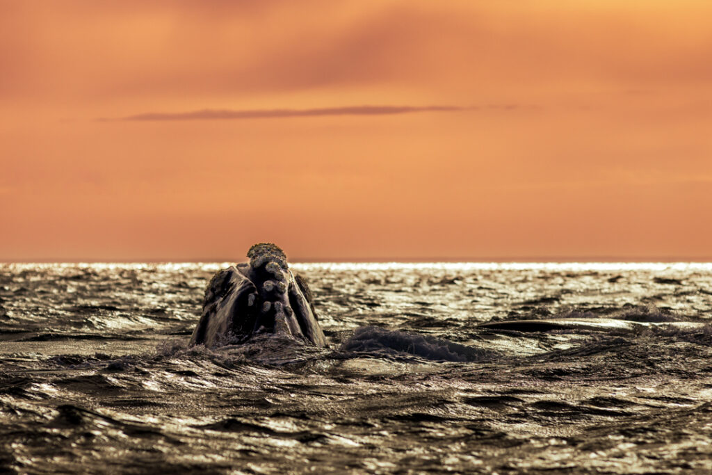 Whale and sunset