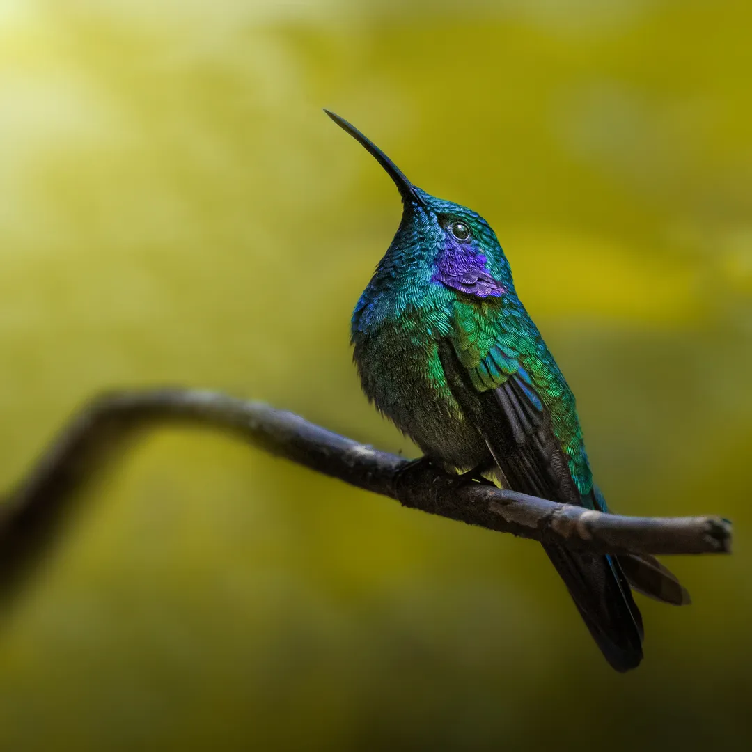 Workshop privato costa rica colibri