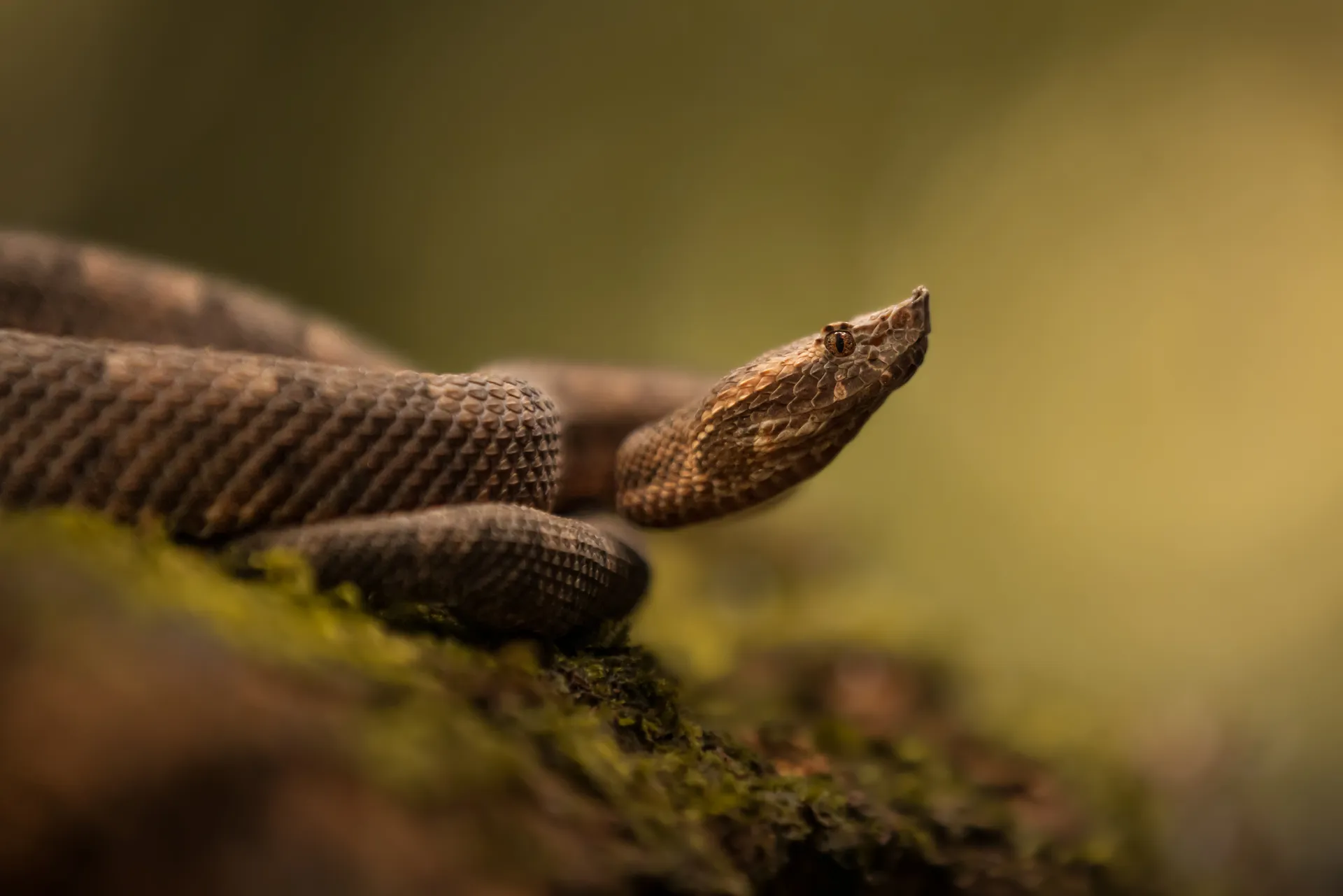 Workshop privato costa rica serpente