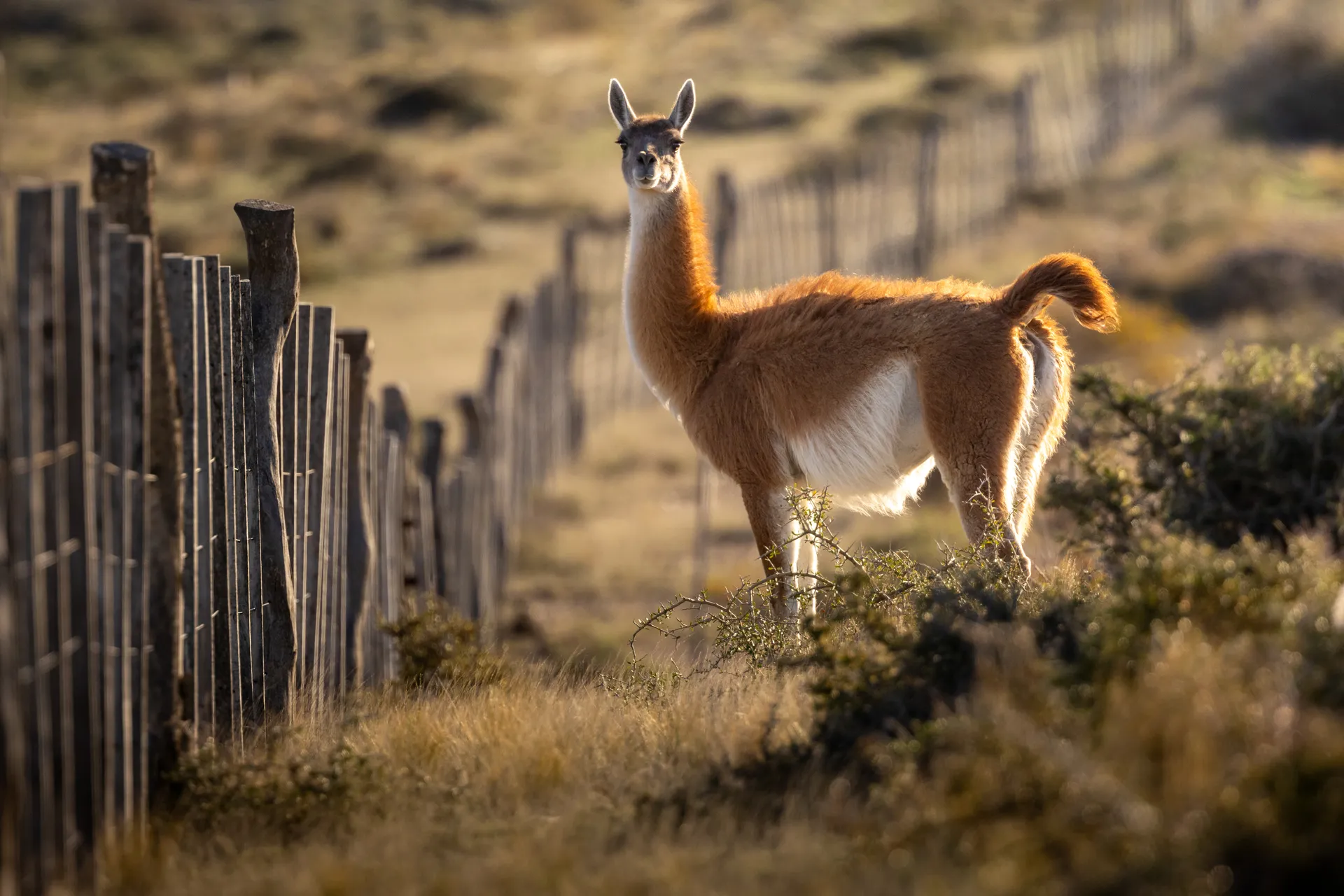 Workshop privato patagonia antilope