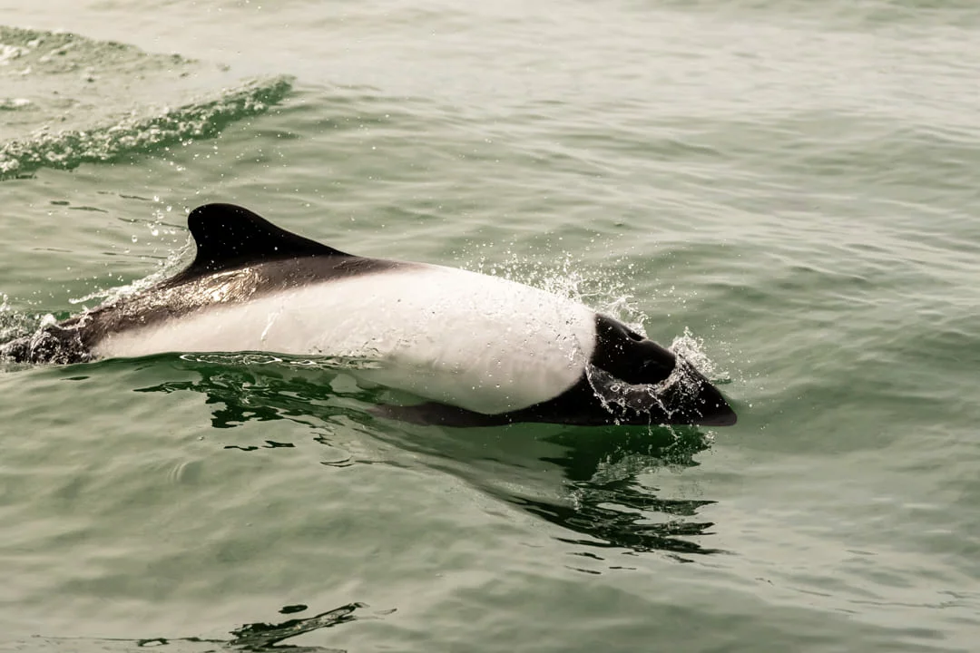 Private workshop on the Commerson's dolphin in Patagonia
