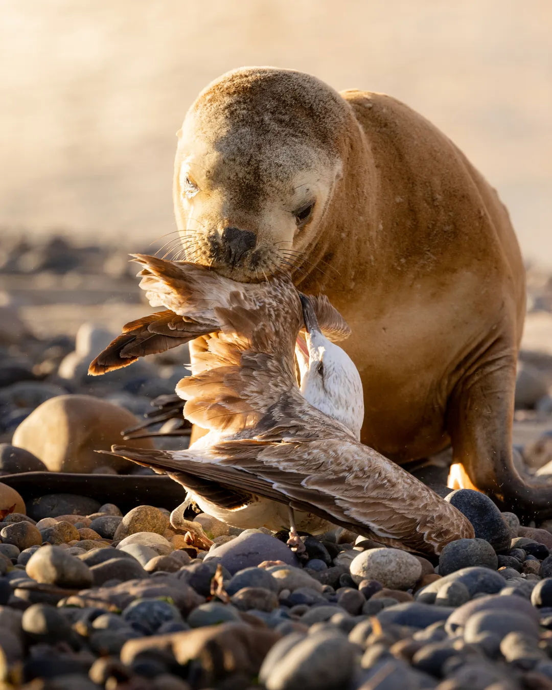 Private Patagonia Sea Lion Workshop 2