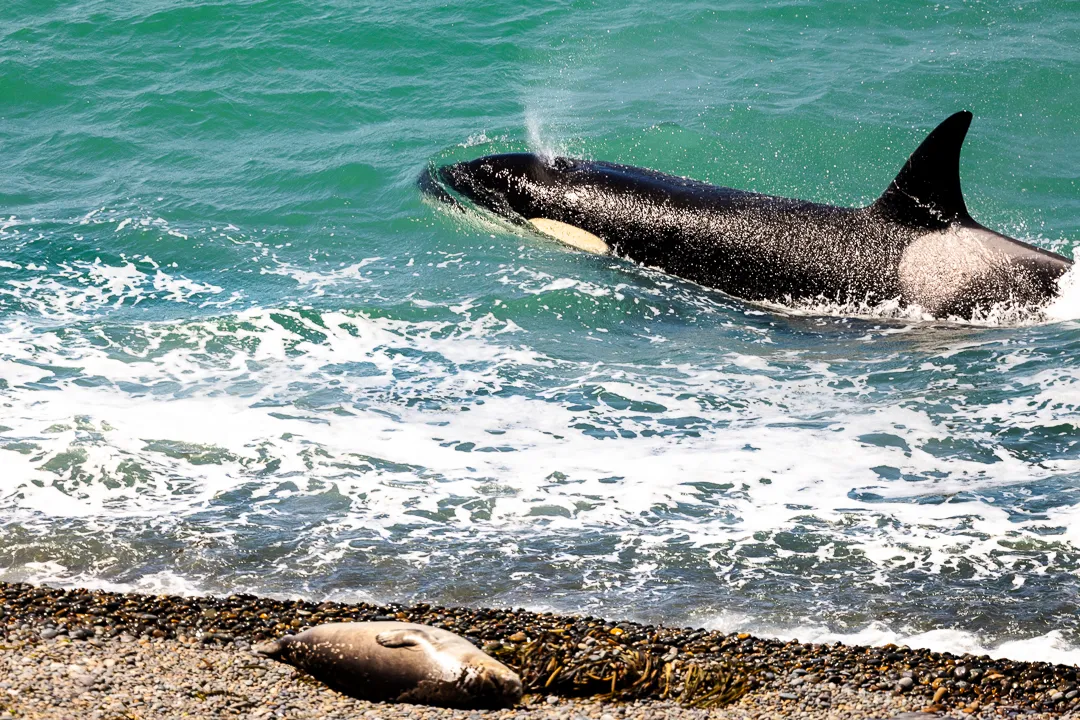 Private Patagonia Orca Workshop 2