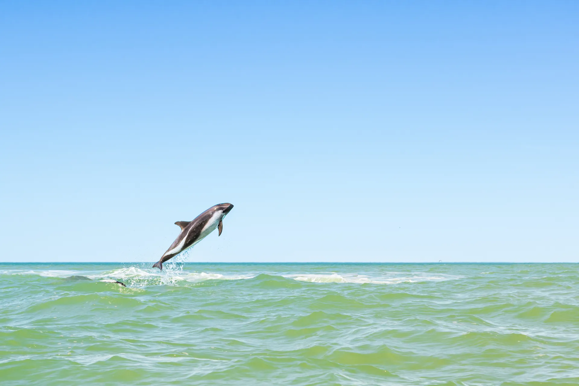 Workshop privato patagonia orca