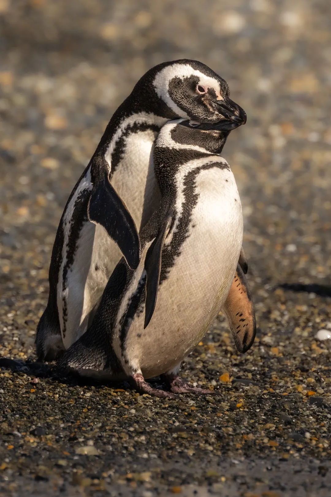 Private workshop on the Magellanic penguin in Patagonia