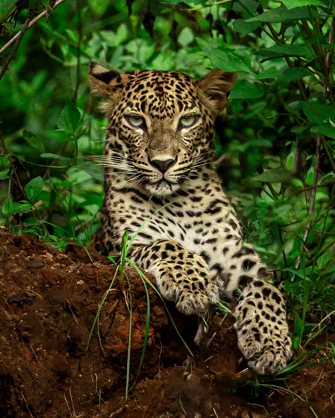 Private workshop Sri Lanka leopard 2