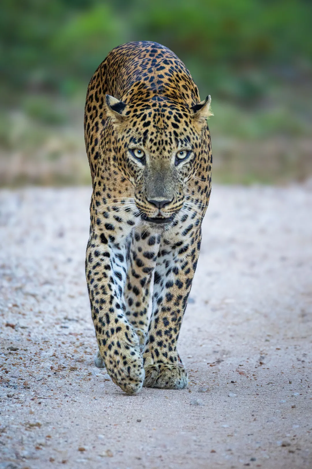 Workshop privato sri lanka leopardo