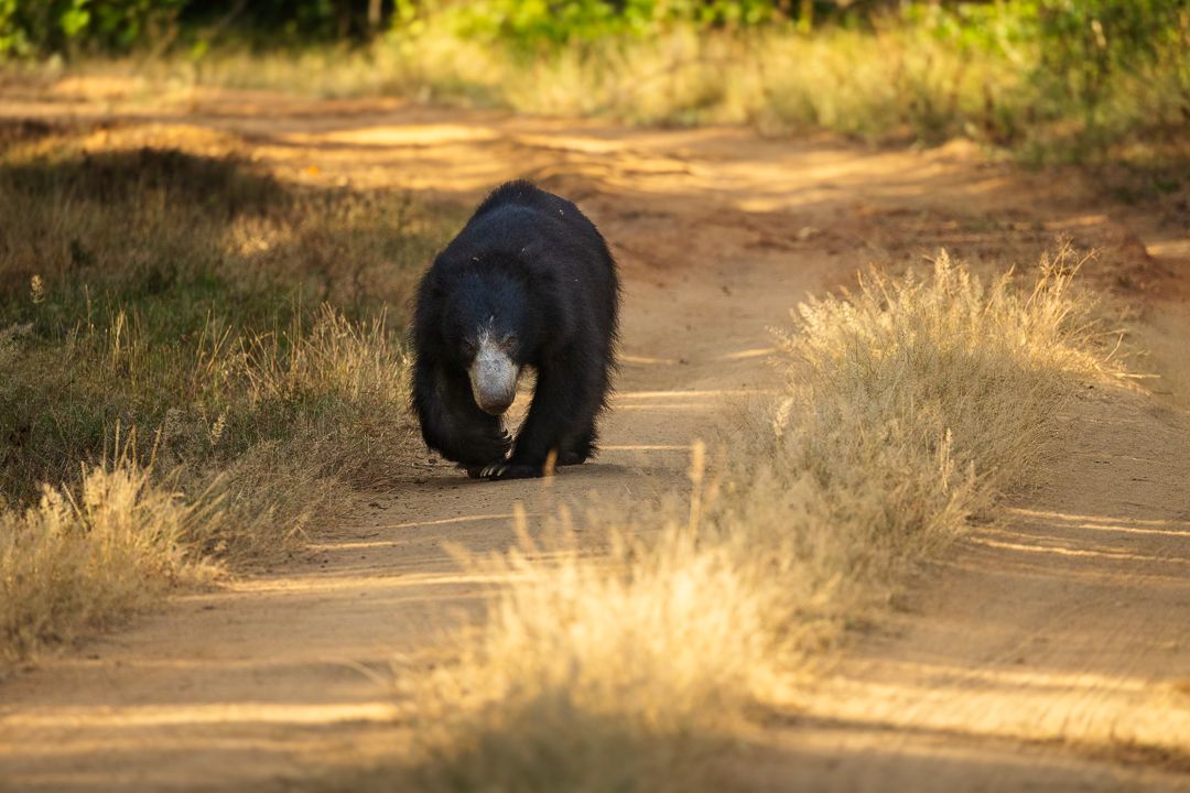 Sri Lanka Sloth Bear Private Workshop 3