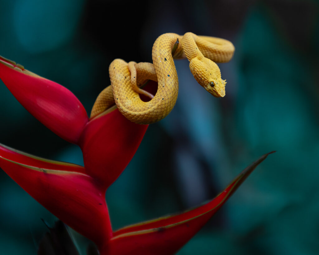 Yellow viper 1