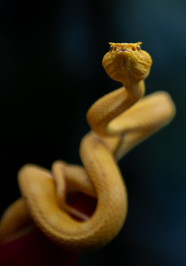 Yellow viper 2