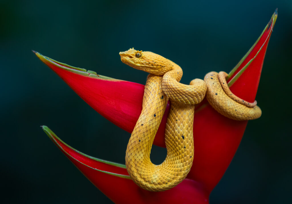 Yellow viper 3